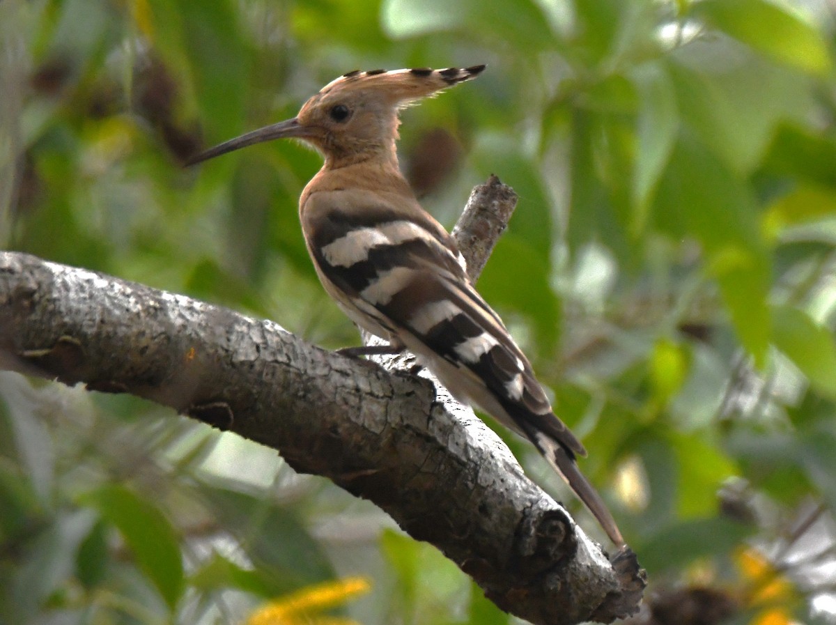 İbibik - ML646435932