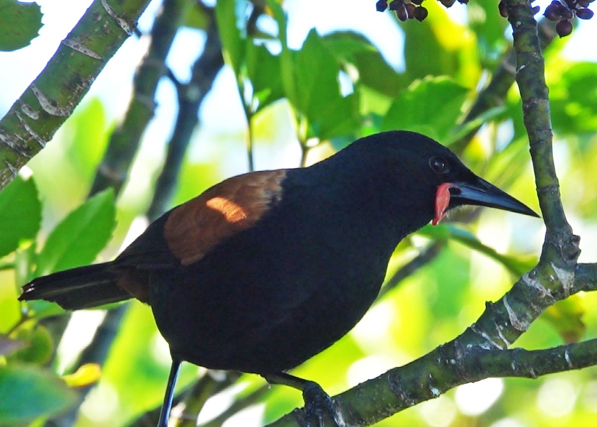 Тіко північний - ML646435933