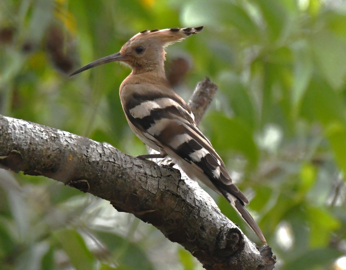 İbibik - ML646435934