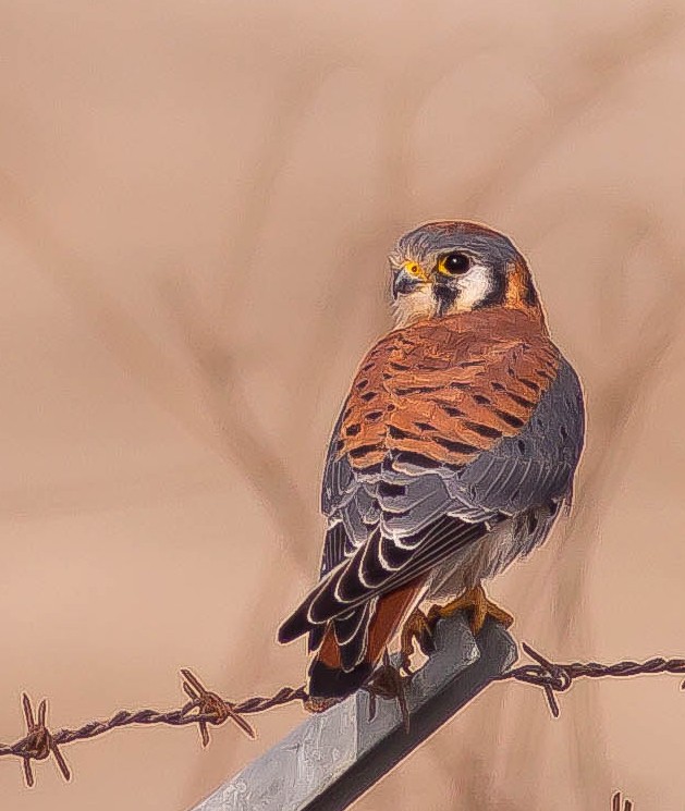 American Kestrel - ML646435936