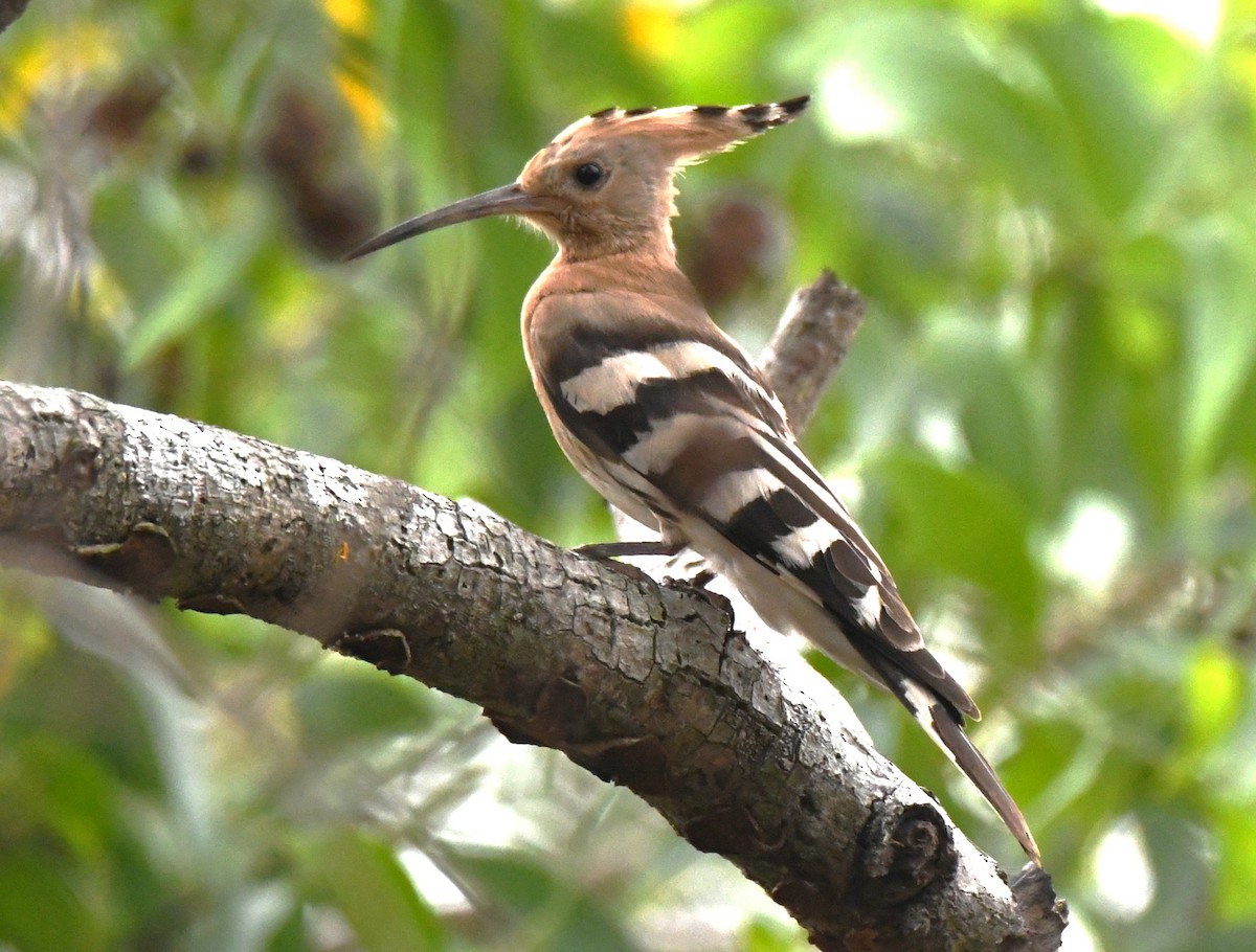 İbibik - ML646435937