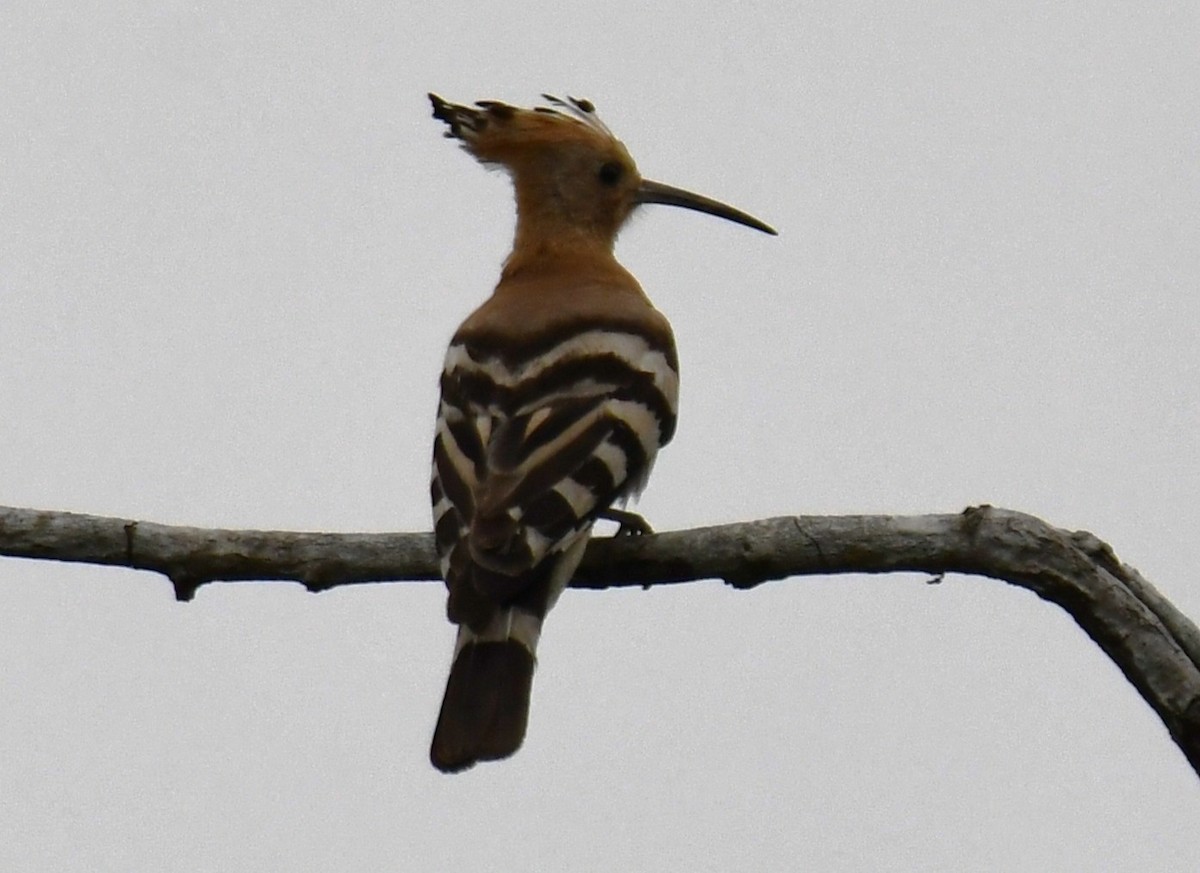 İbibik - ML646435938