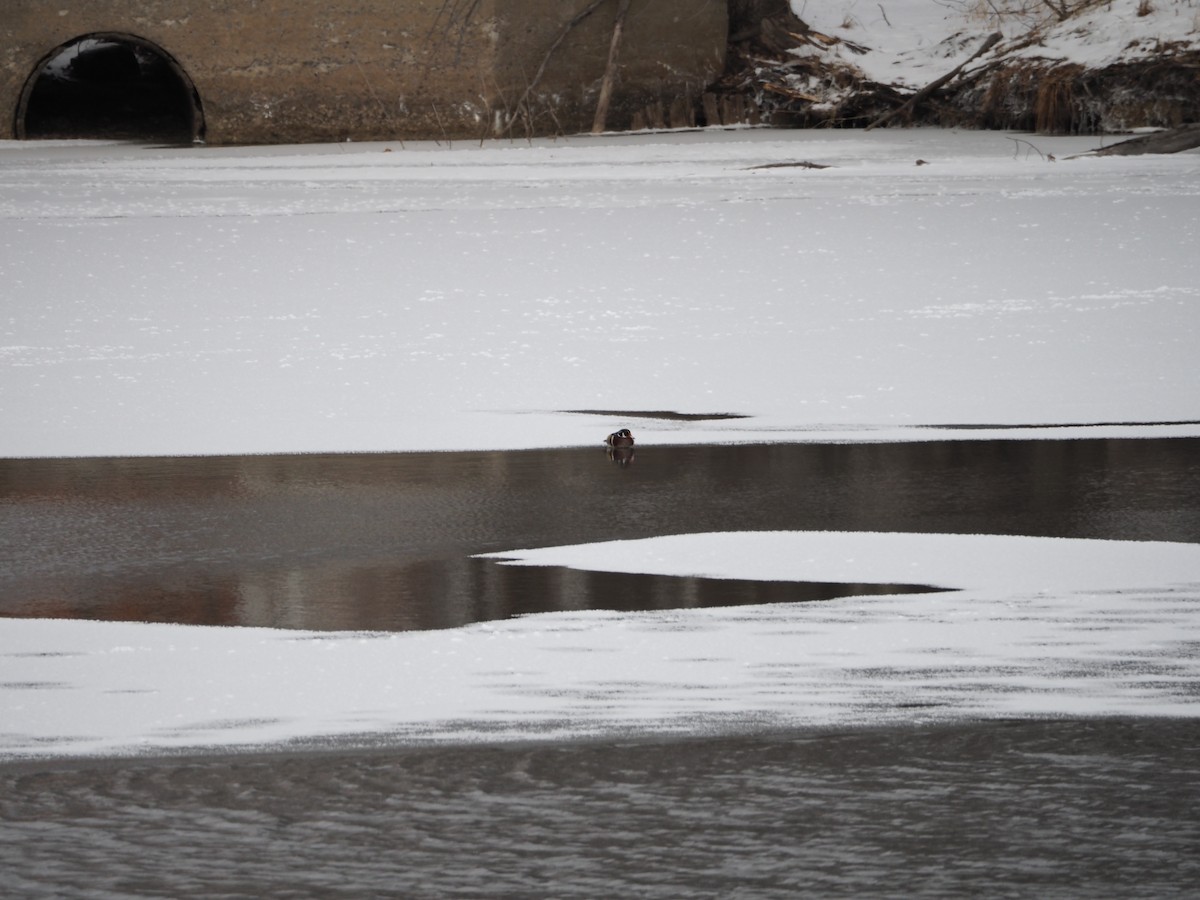Wood Duck - ML646435940