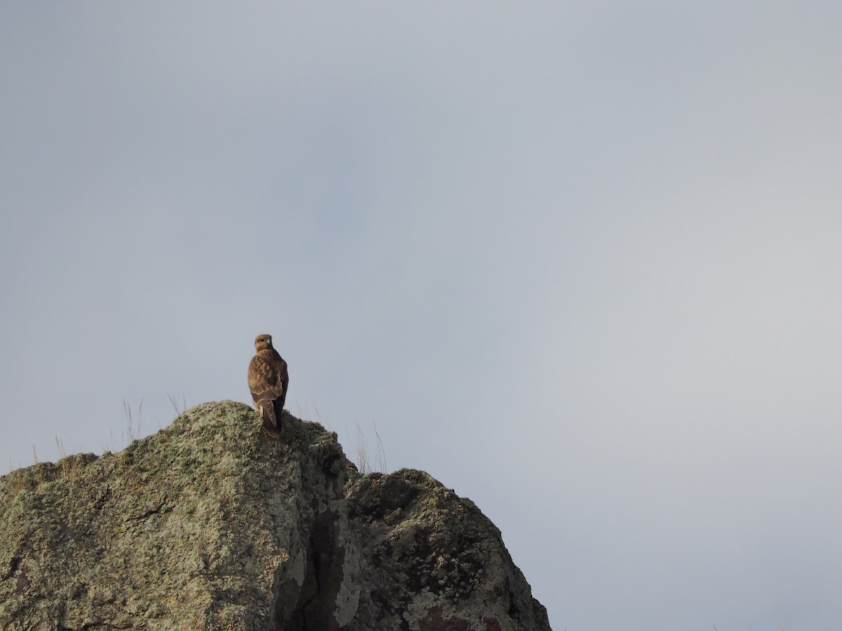 Long-legged Buzzard - ML646435942