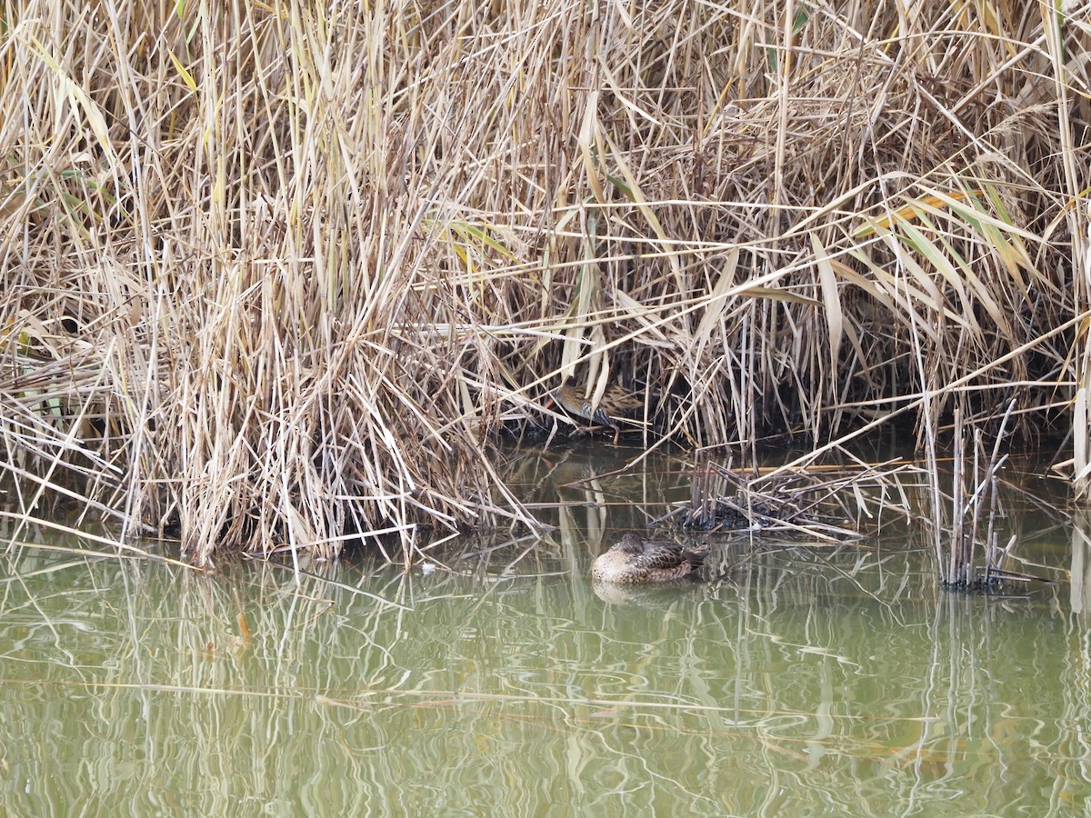 Brown-cheeked Rail - ML646435943