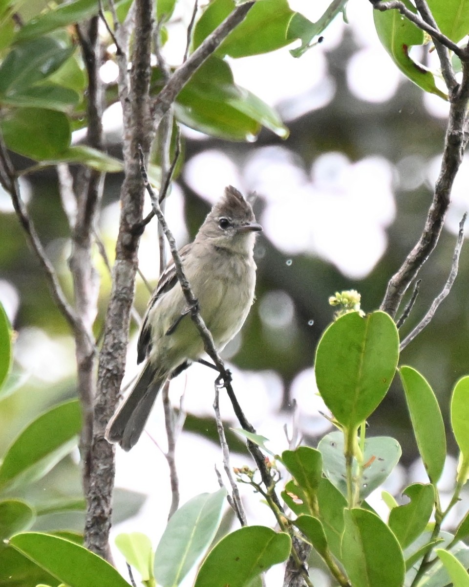 Rufous-crowned Elaenia - ML646435944