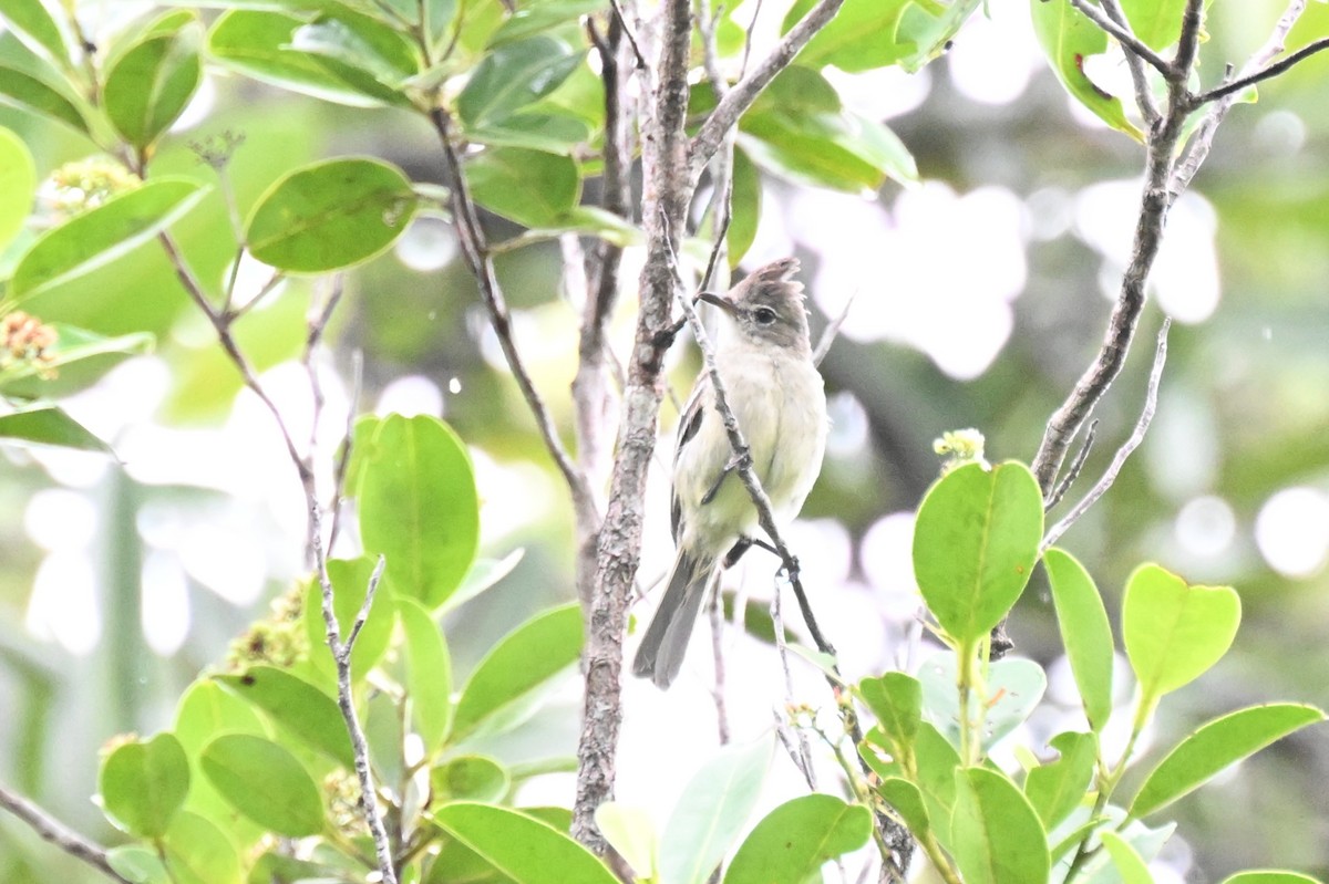 Rufous-crowned Elaenia - ML646435945