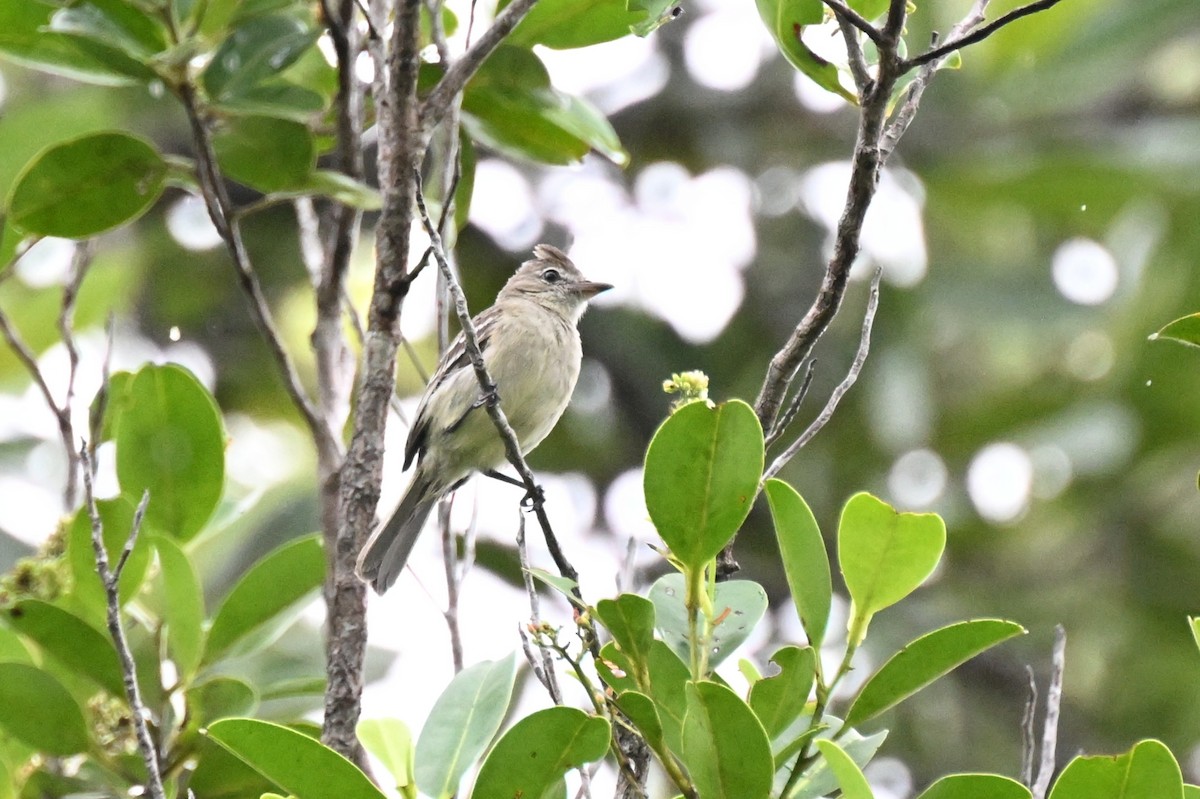 Rufous-crowned Elaenia - ML646435946