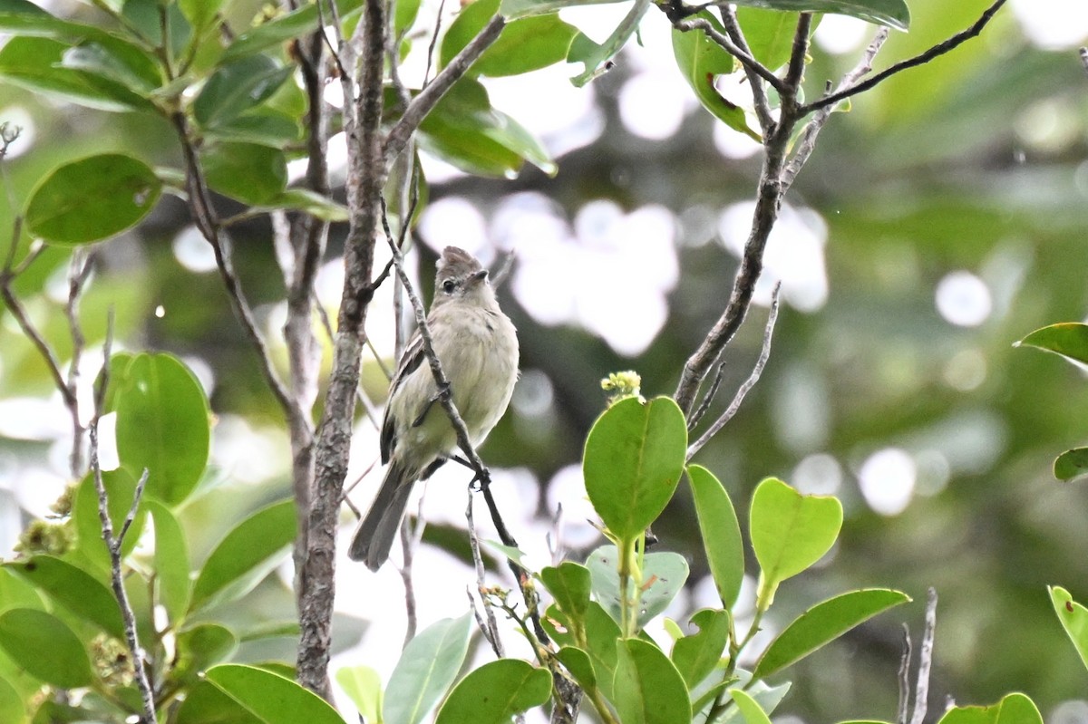 Rufous-crowned Elaenia - ML646435947
