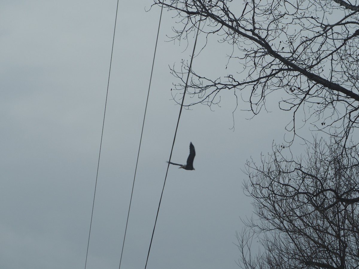 Bald Eagle - ML646435948