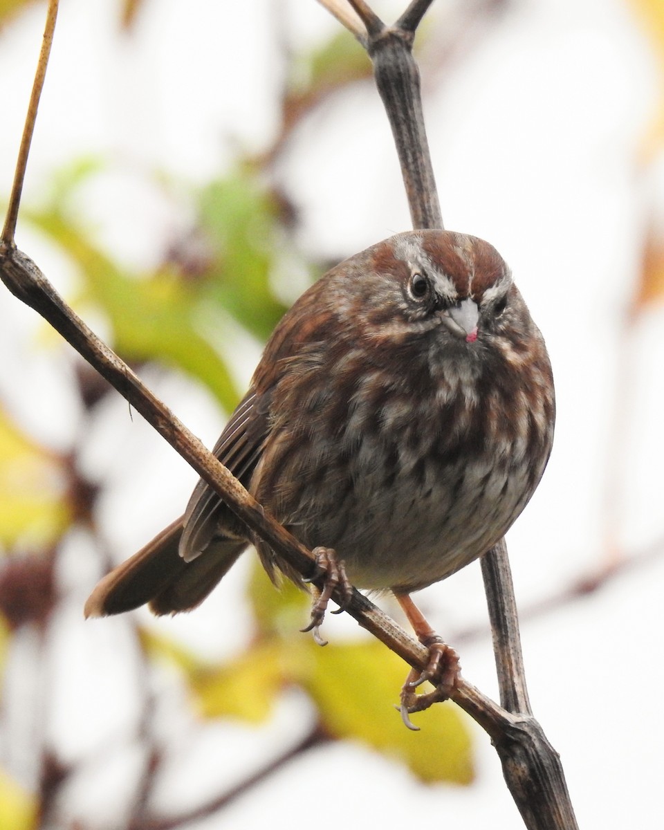 Song Sparrow - ML646435949