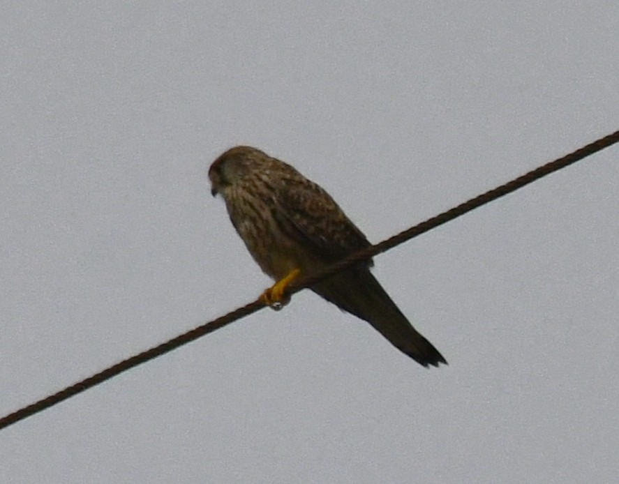 Eurasian Kestrel - ML646435951