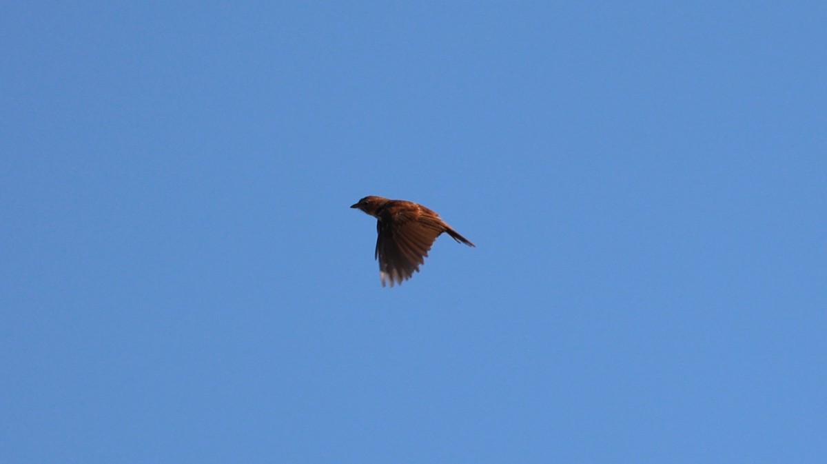 Eastern Clapper Lark - ML646435952