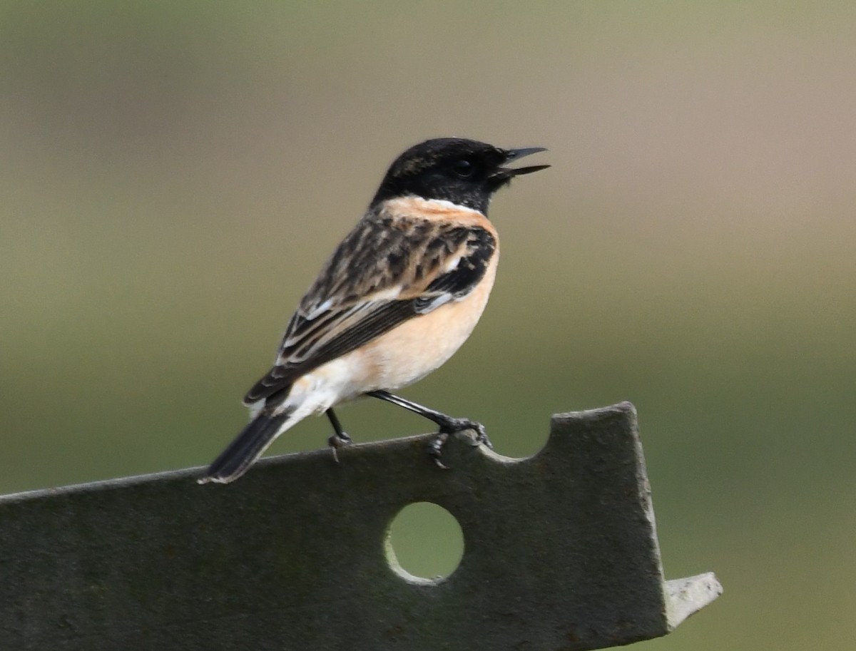 Siberian Stonechat - ML646435953