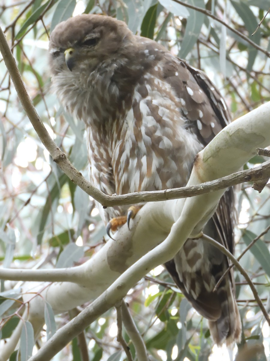 Barking Owl - ML646435954