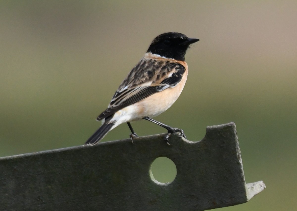Siberian Stonechat - ML646435955
