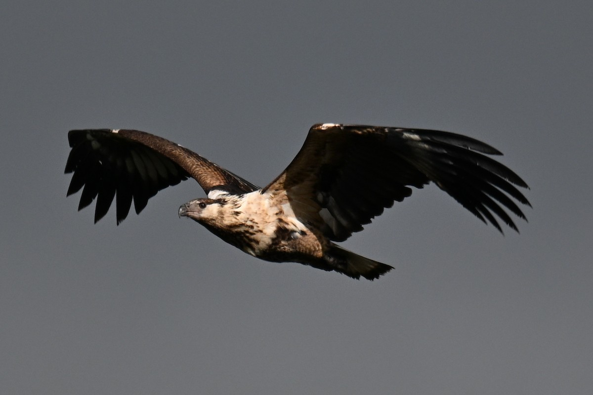 African Fish-Eagle - ML646435956