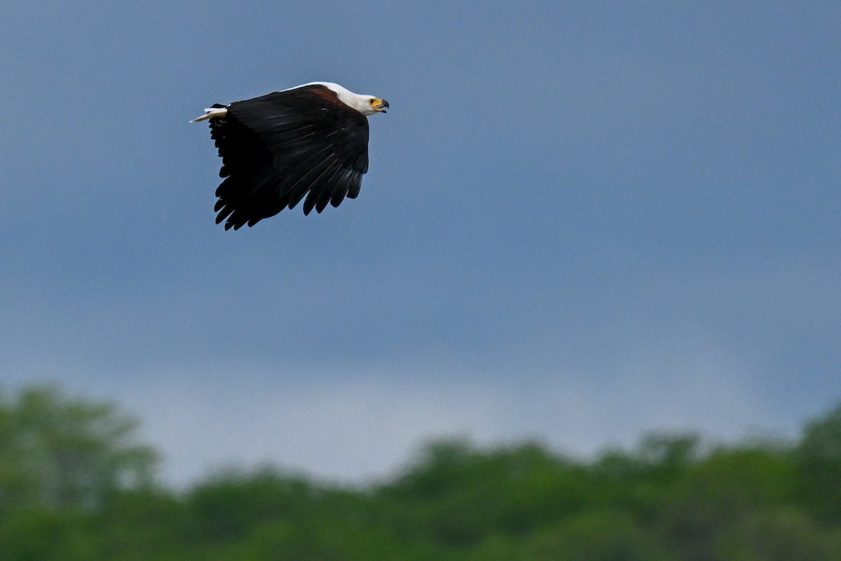 African Fish-Eagle - ML646435957
