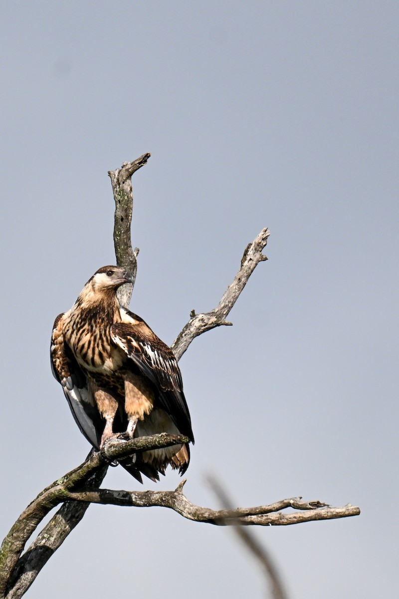 African Fish-Eagle - ML646435958