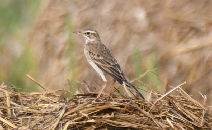 Paddyfield Pipit - ML646435962