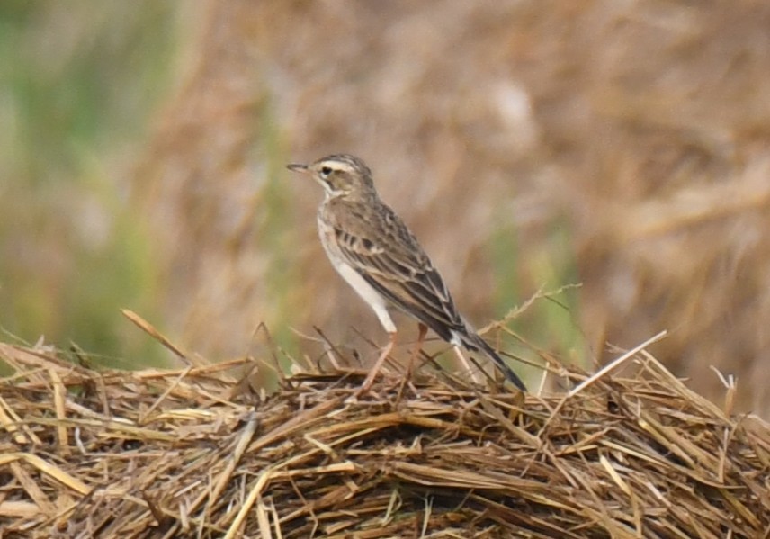 Paddyfield Pipit - ML646435963