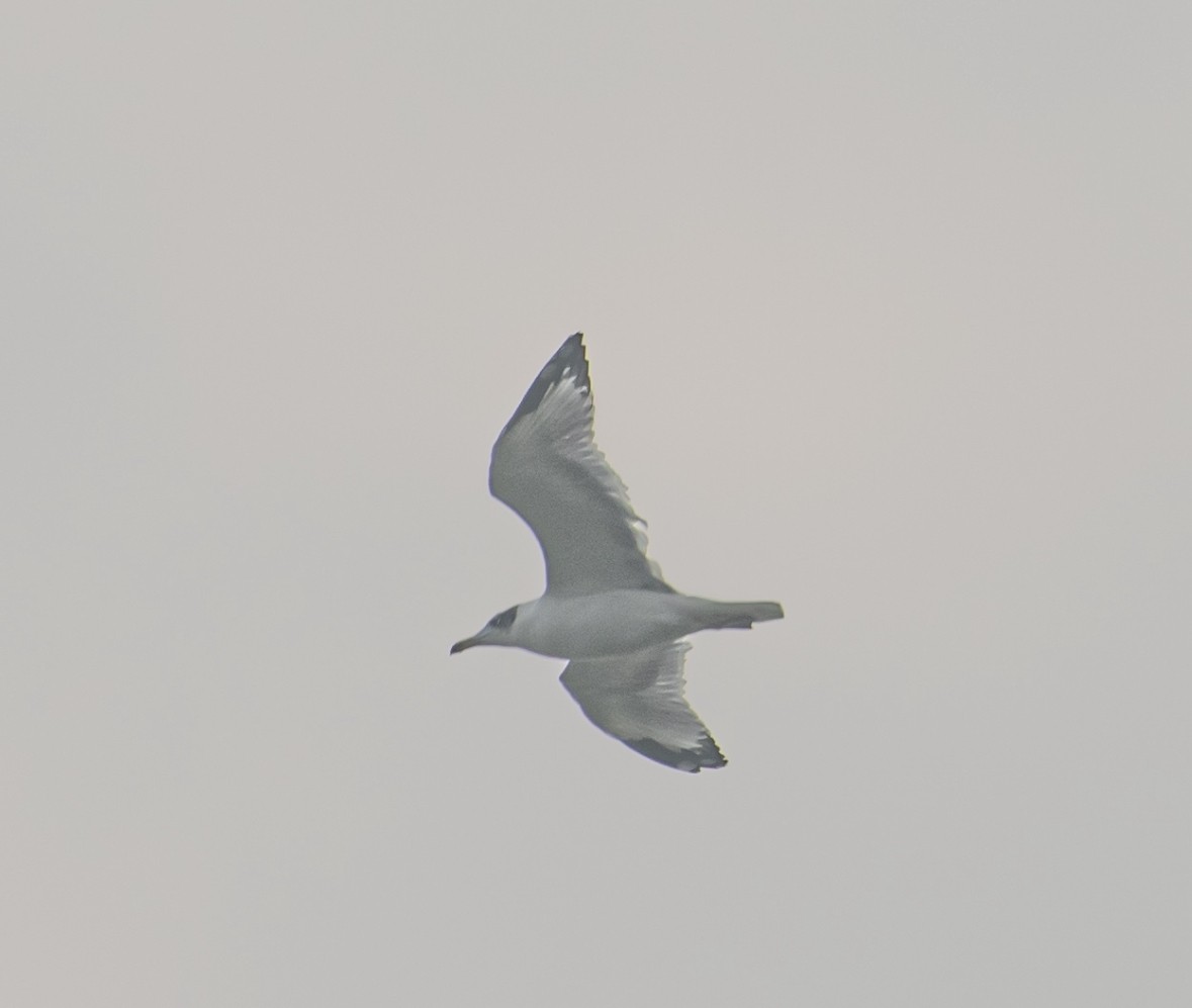 Pallas's Gull - ML646435965