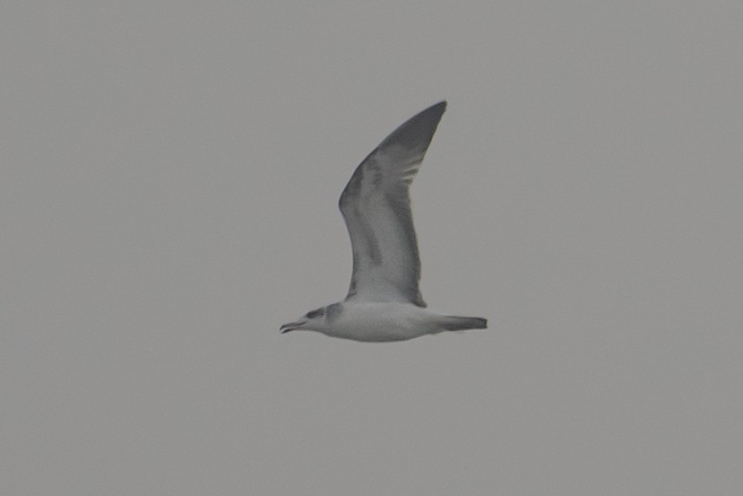 Pallas's Gull - ML646435966