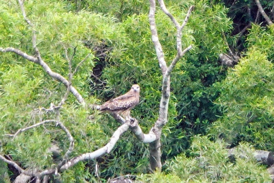 Black Kite - ML646435967