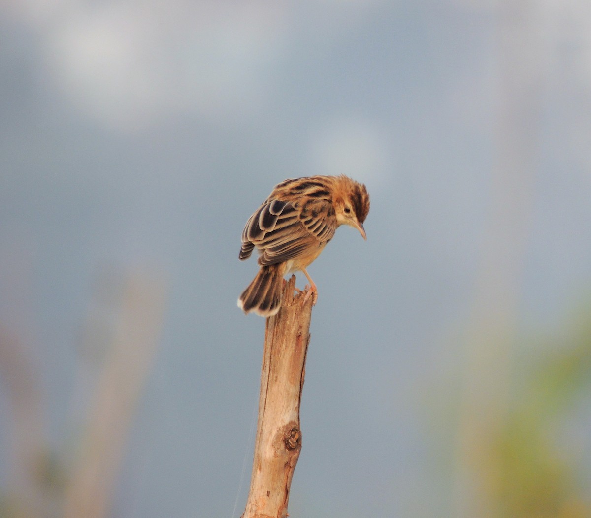 Zitting Cisticola - ML646435968