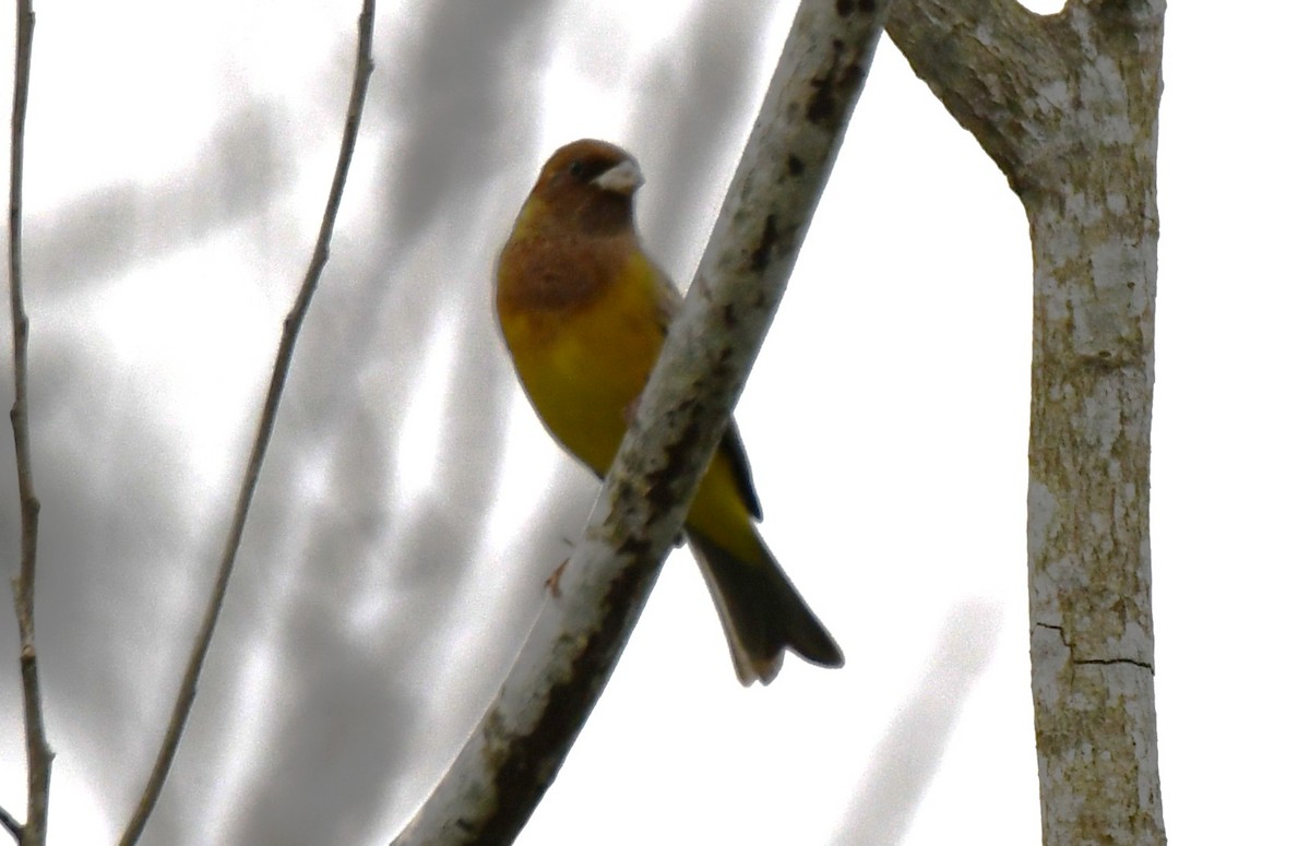 Bruant à tête rousse - ML646435969