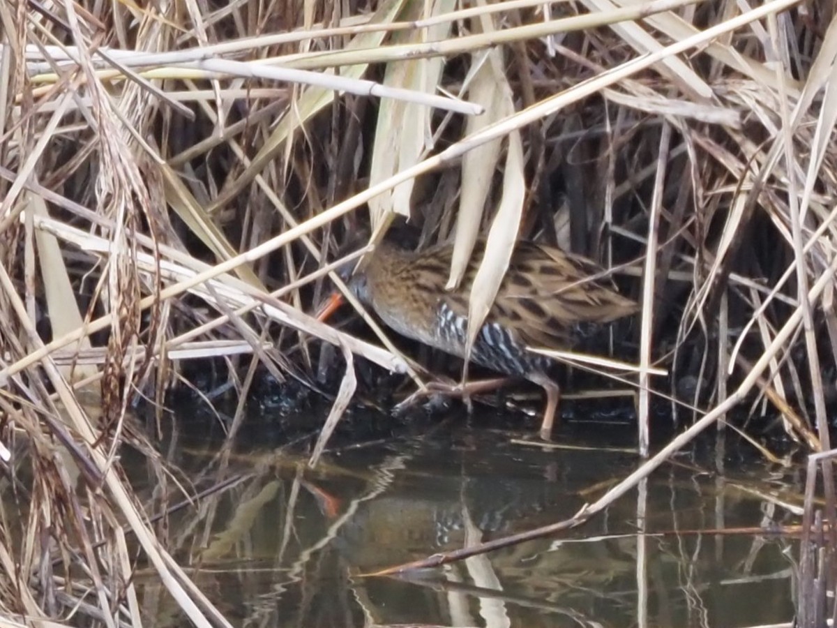 Brown-cheeked Rail - ML646435970