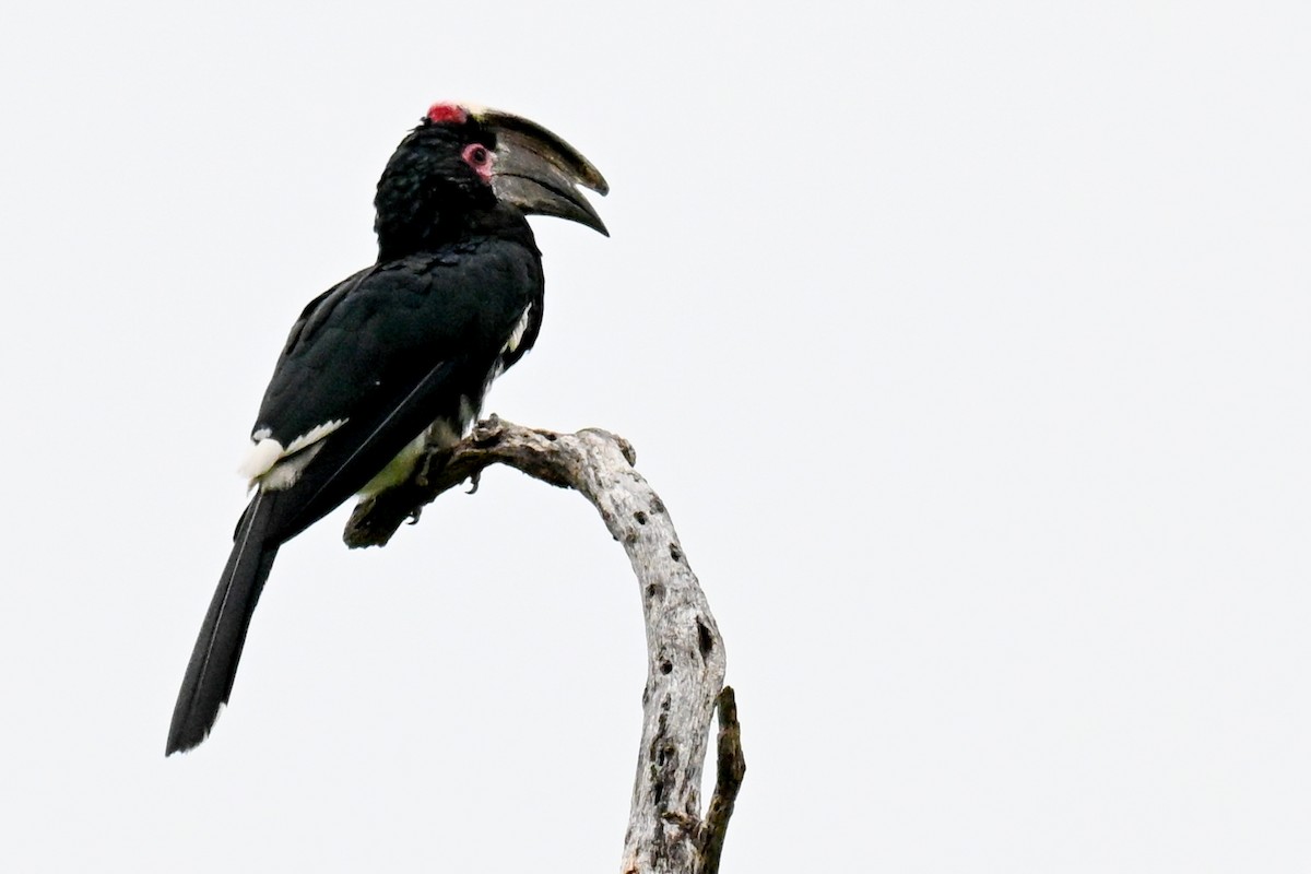 Trumpeter Hornbill - ML646435971