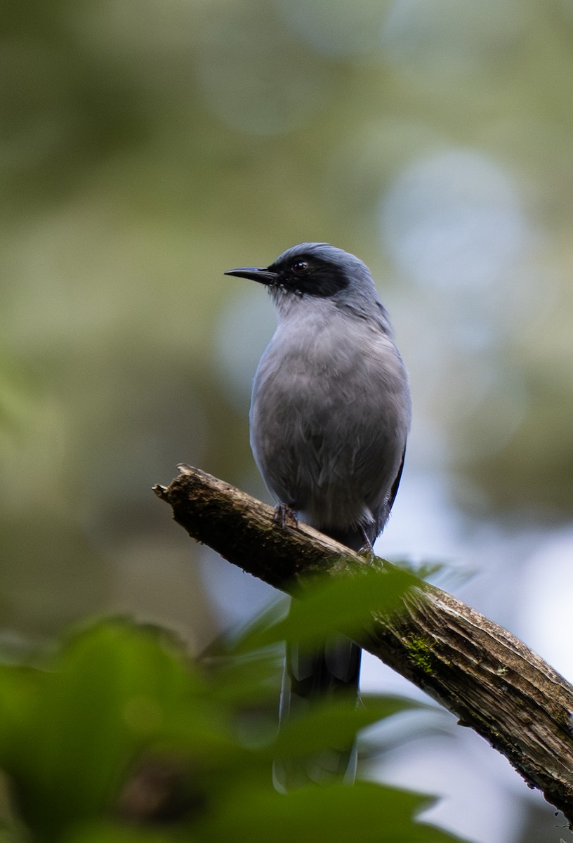 Beautiful Sibia - ML646435972