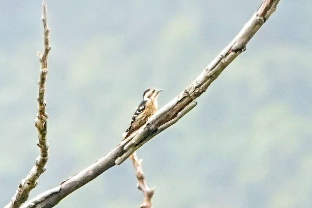 Gray-capped Pygmy Woodpecker - ML646435973