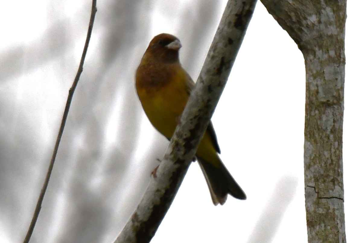 Bruant à tête rousse - ML646435974