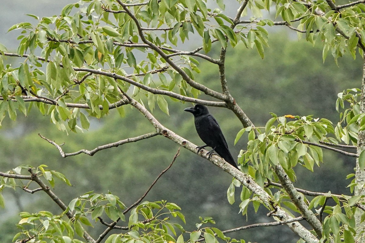 Large-billed Crow - ML646435975
