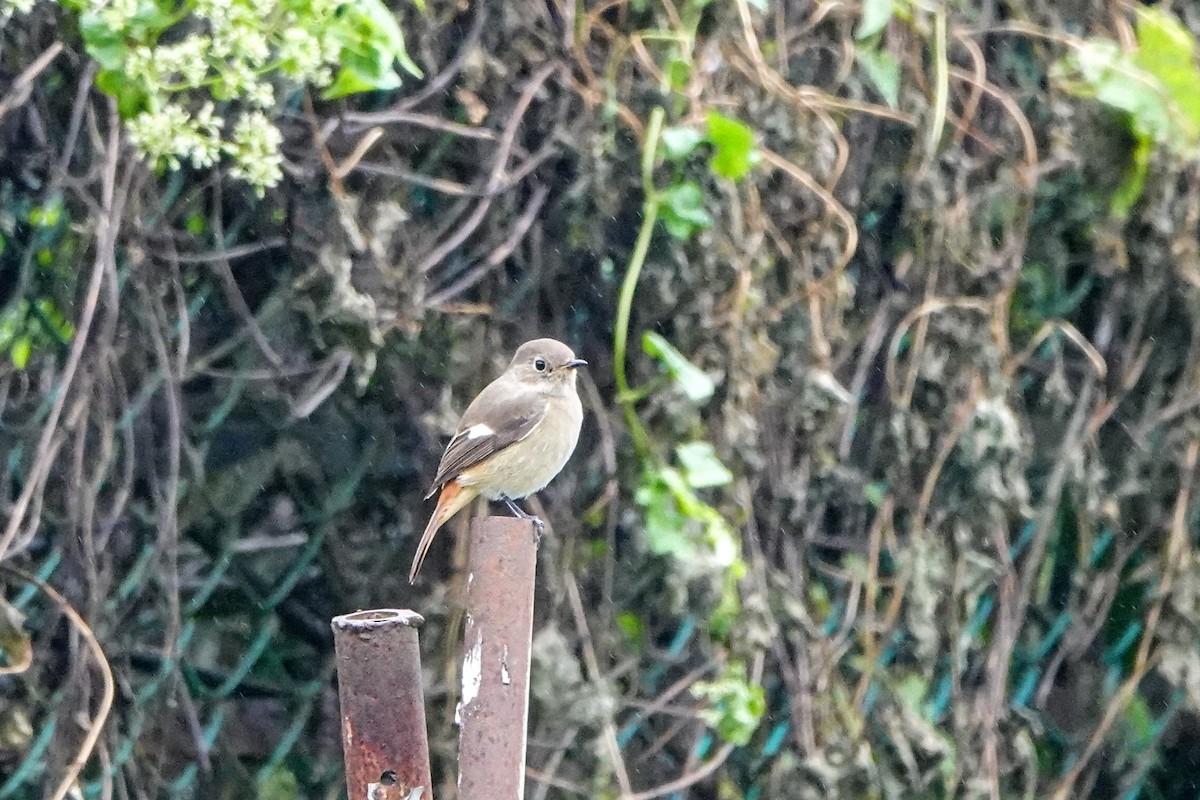 Daurian Redstart - ML646435978