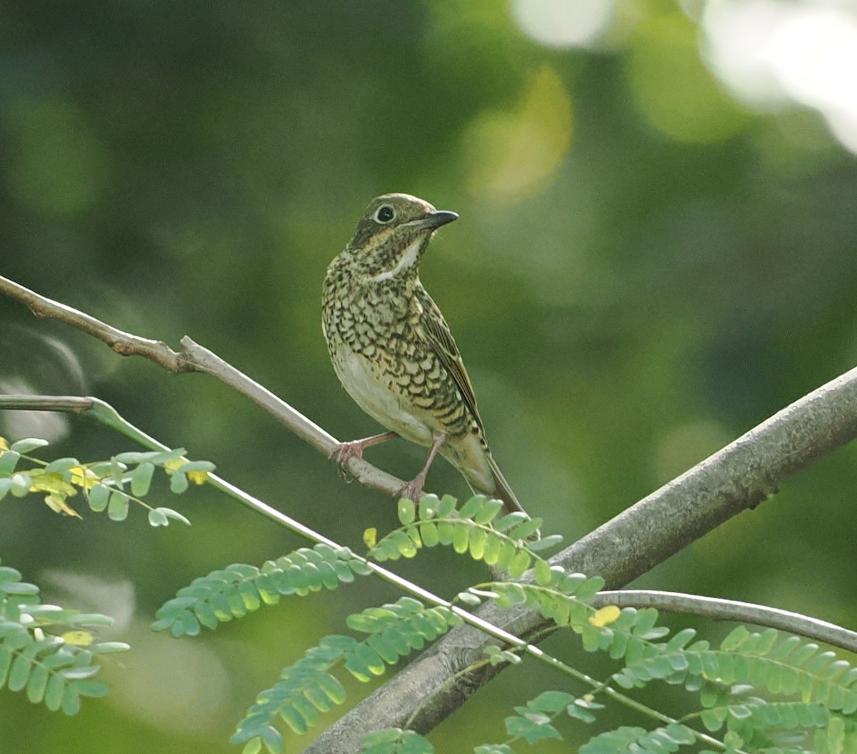 Monticole à gorge blanche - ML646435979