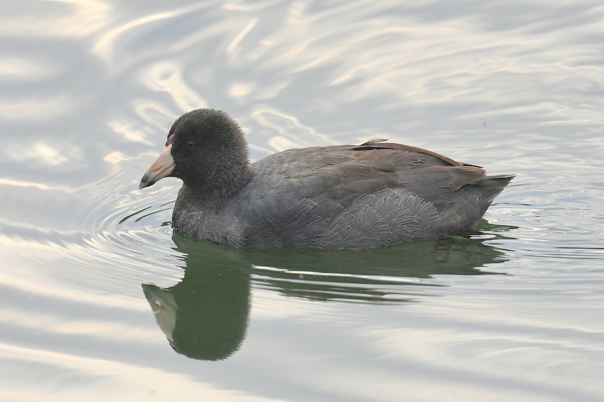 American Coot - ML646435985