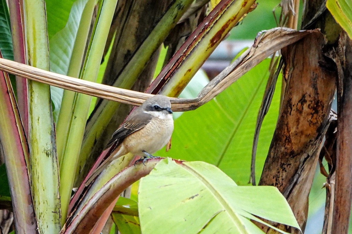 Brown Shrike (Philippine) - ML646435987