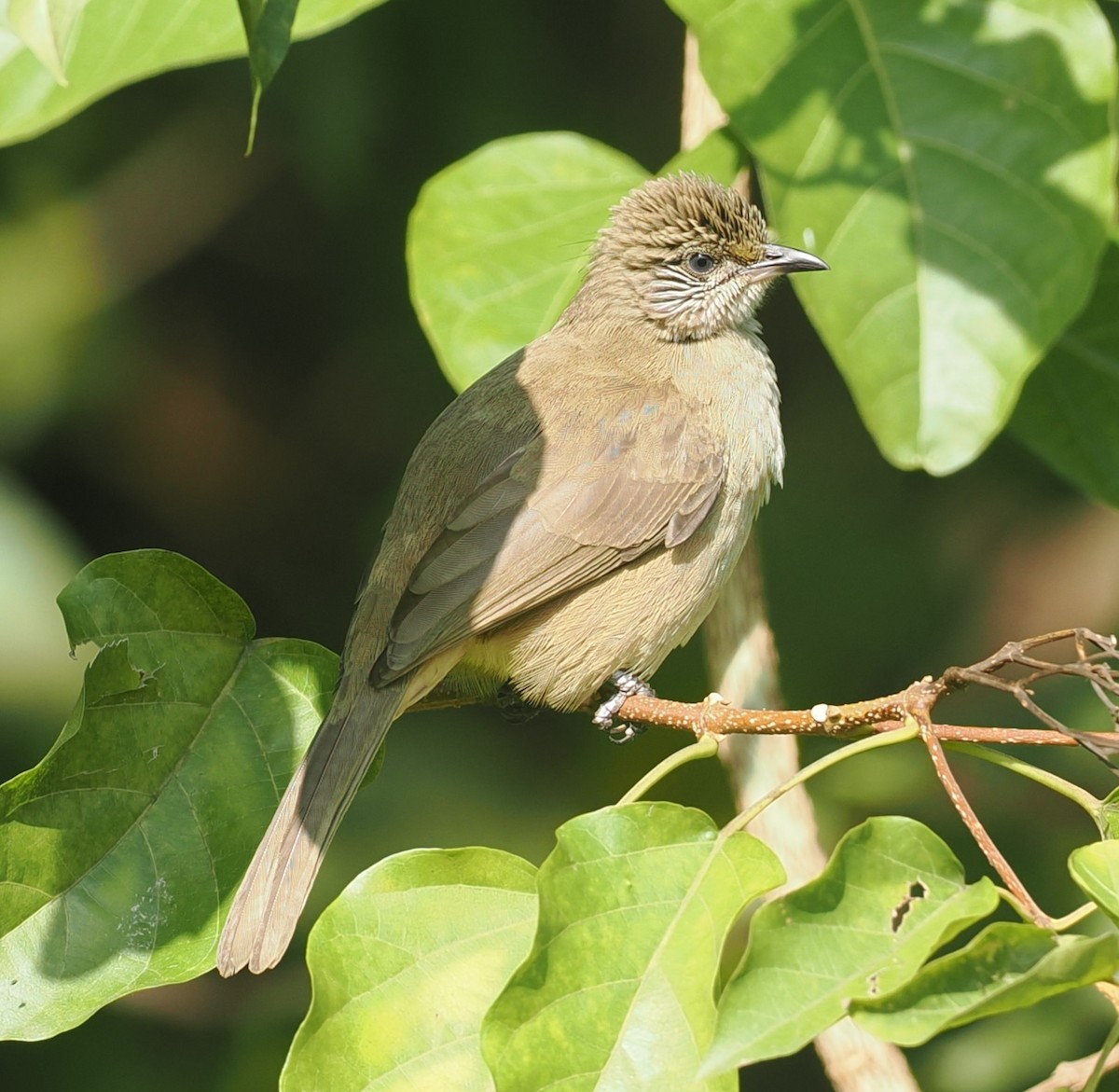 Streak-eared Bulbul - ML646435988