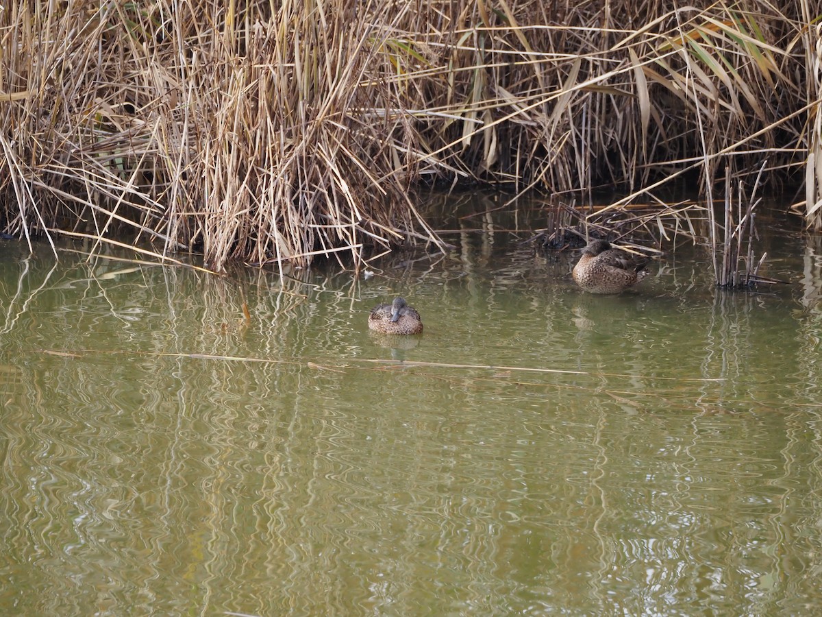 Falcated Duck - ML646435993