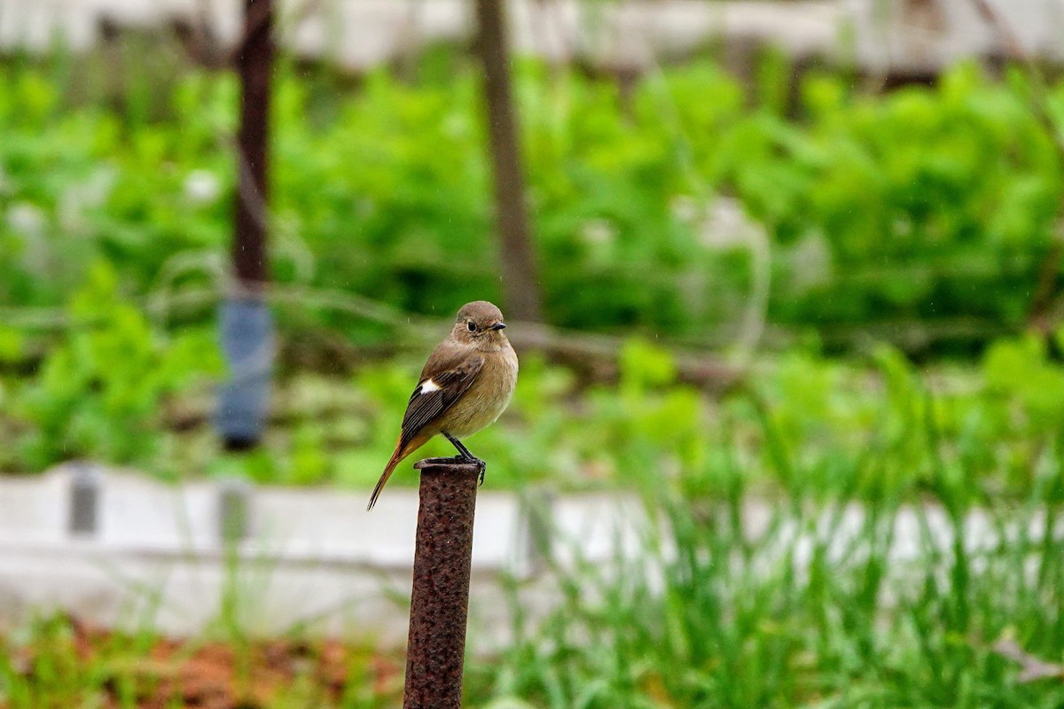 Daurian Redstart - ML646435995