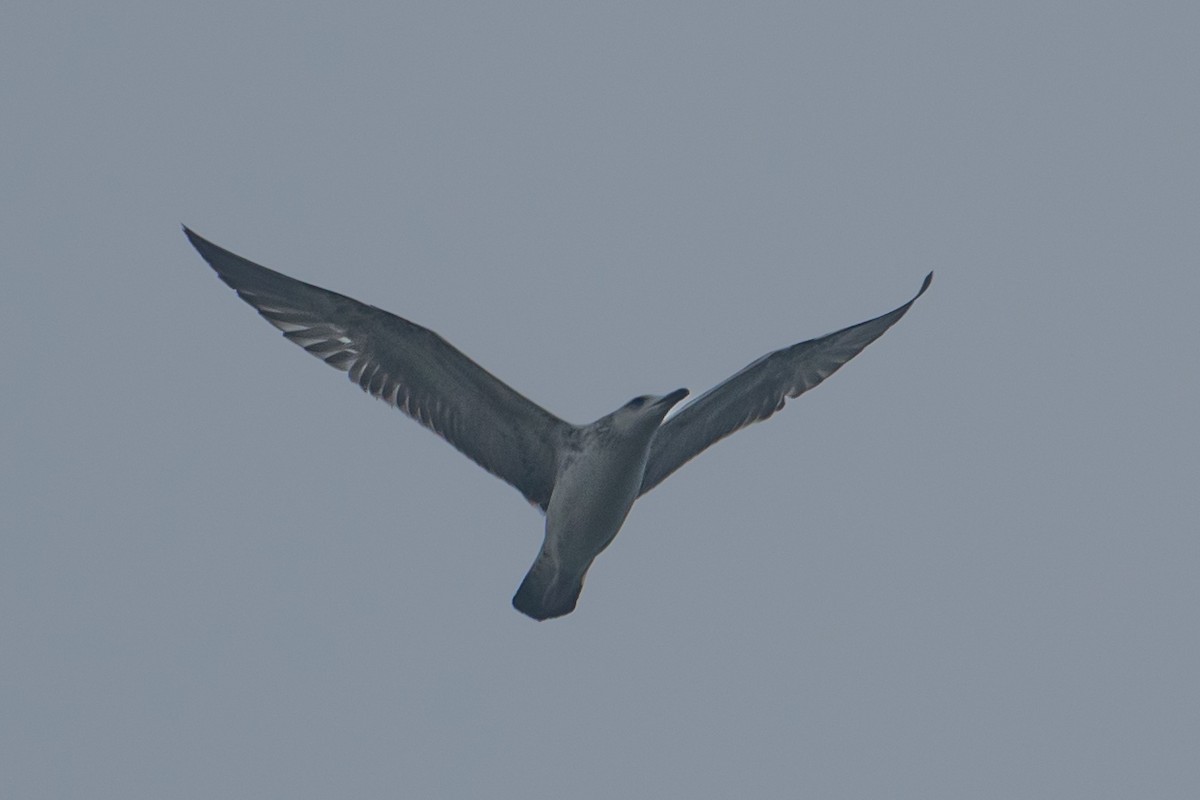 Lesser Black-backed Gull - ML646435996