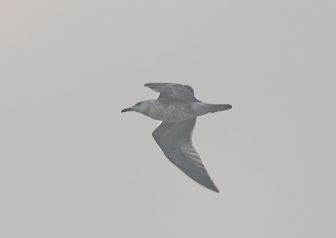 Lesser Black-backed Gull - ML646435997