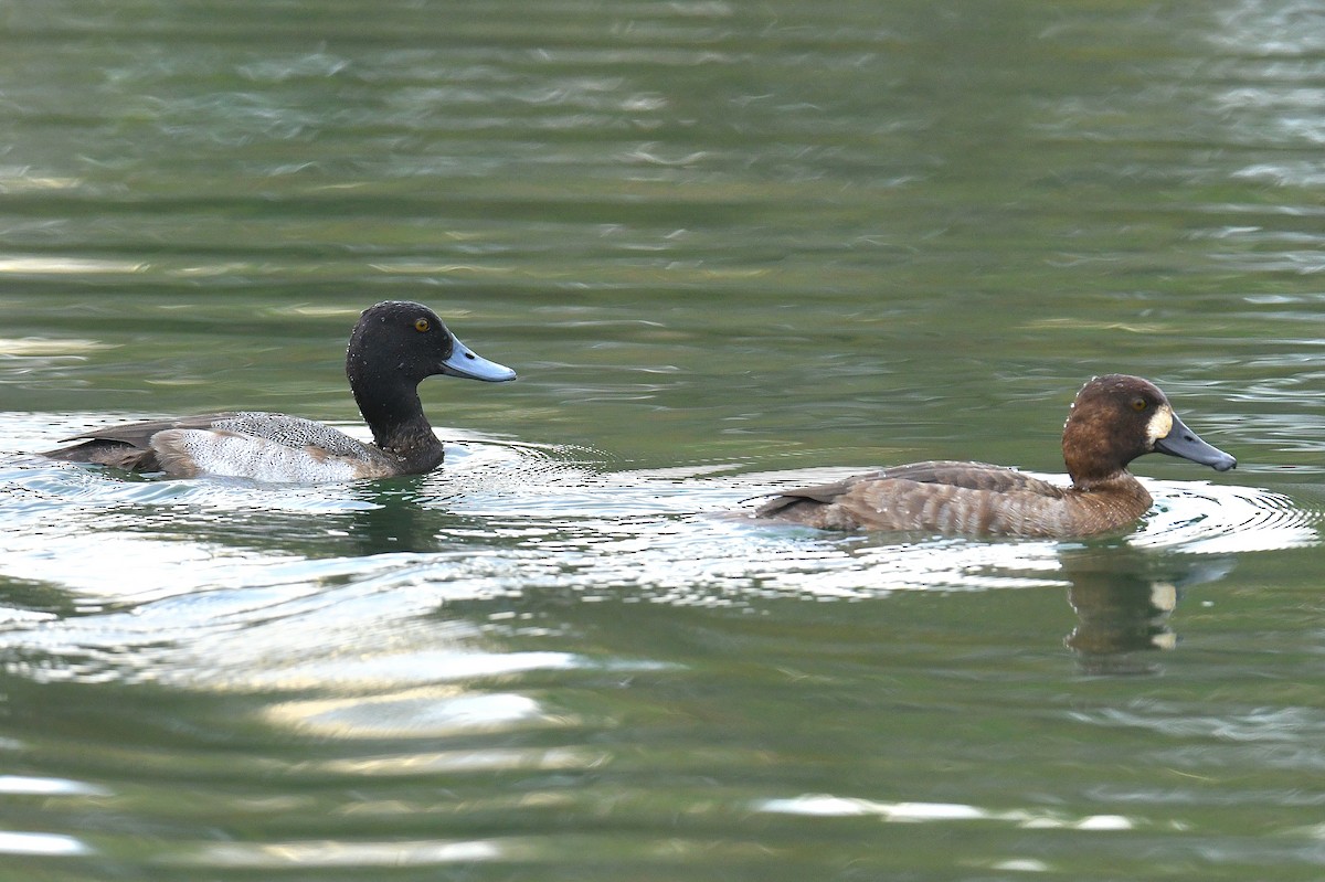 Greater Scaup - ML646435999