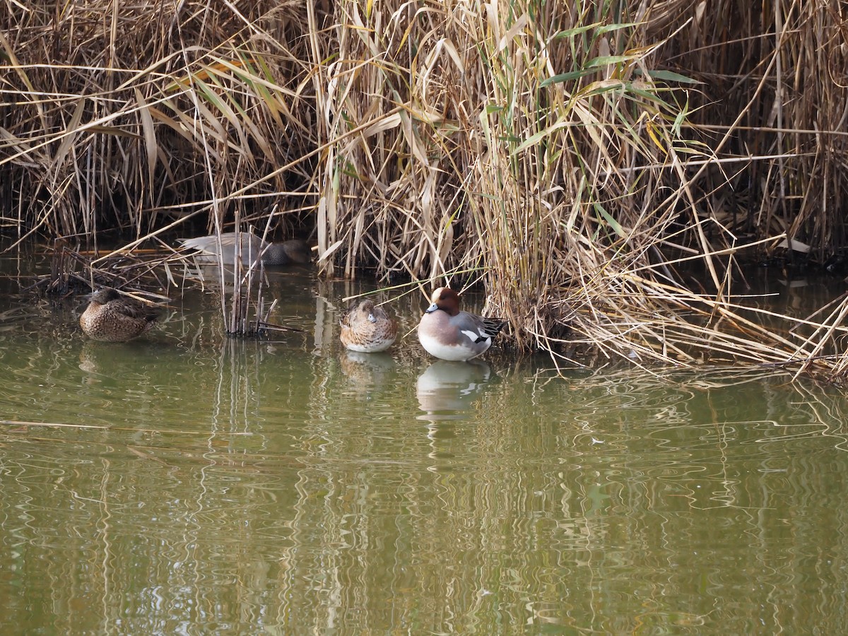 Eurasian Wigeon - ML646436000