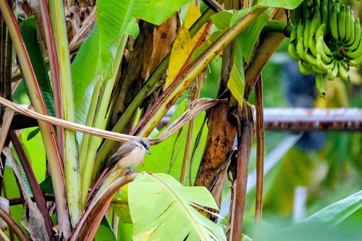 Brown Shrike (Philippine) - ML646436001