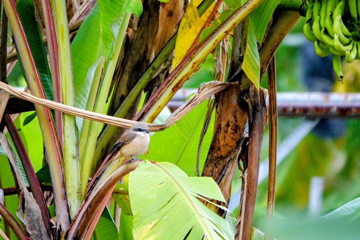 Brown Shrike (Philippine) - ML646436002