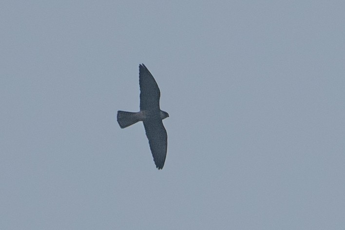 Amur Falcon - ML646436006